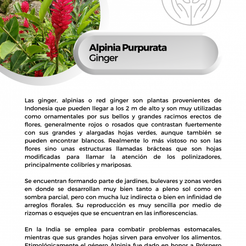 Alpinia Purpurata (Ginger)