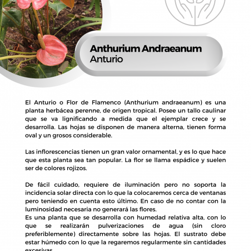 Anthurium Andraeanum (Anturio)
