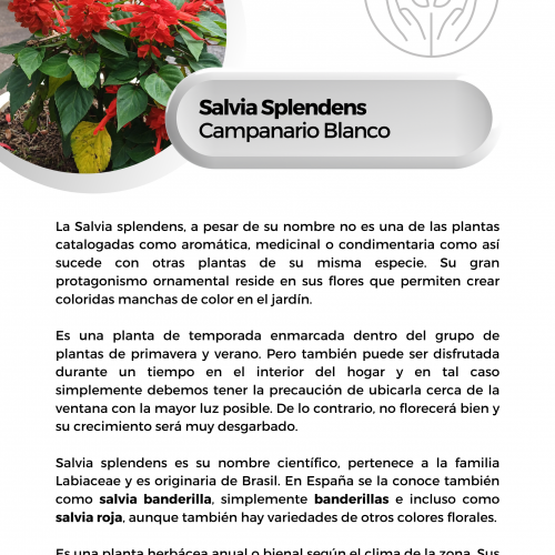 Salvia Splendens (Campanario Blanco)